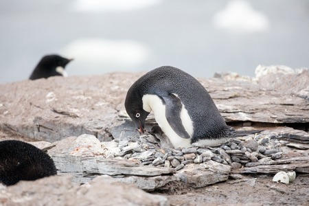 some penguins in the arctic walking around on the north pole and looking for the young babyâsの写真素材