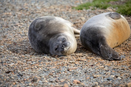 seal and sea lion sitting on a rock in the sun in the antarctica by the oceanの写真素材