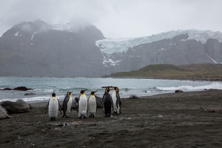 some penguins in the arctic walking around on the north pole and looking for the young babyâsの写真素材