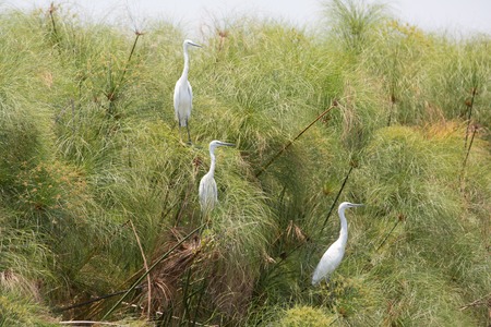 an african bird is looking for food and tryâs not to be the foodの写真素材