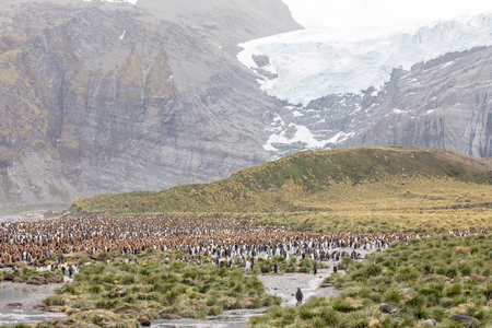 some penguins in the arctic walking around on the north pole and looking for the young babyâsの写真素材