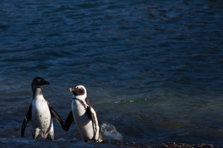 african penguins walking over the beach in the ocean to swim with there familyの写真素材