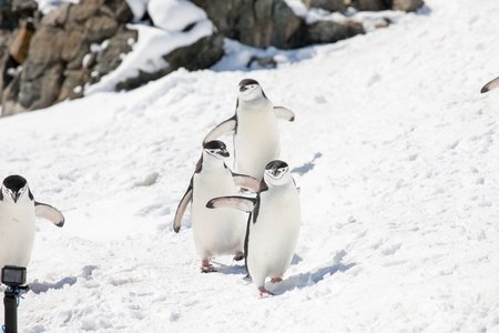 some penguins in the arctic walking around on the north pole and looking for the young babyâsの写真素材