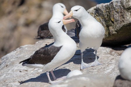 a sea gull is living in antarctica and is looking for some foodの写真素材