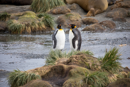 some penguins in the arctic walking around on the north pole and looking for the young babyâsの写真素材