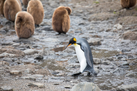 some penguins in the arctic walking around on the north pole and looking for the young babyâsの写真素材