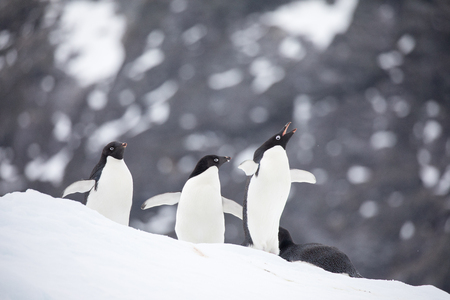 some penguins in the arctic walking around on the north pole and looking for the young babyâsの写真素材