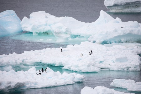some penguins in the arctic walking around on the north pole and looking for the young babyâsの写真素材