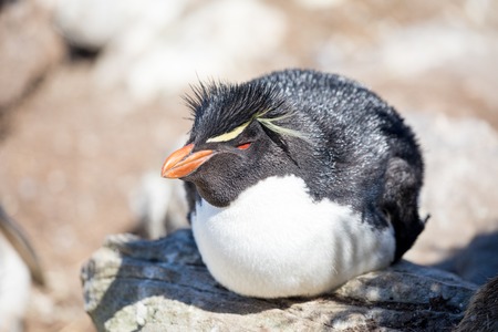 some penguins in the arctic walking around on the north pole and looking for the young babyâsの写真素材