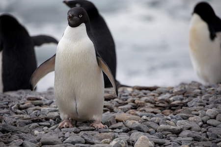 some penguins in the arctic walking around on the north pole and looking for the young babyâsの写真素材