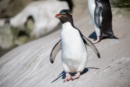 some penguins in the arctic walking around on the north pole and looking for the young babyâsの写真素材