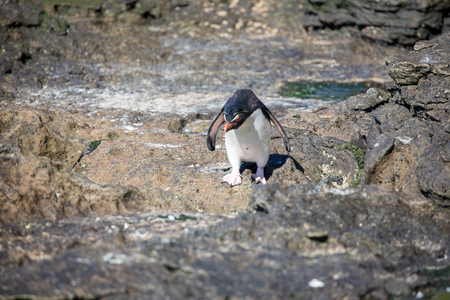 some penguins in the arctic walking around on the north pole and looking for the young babyâsの写真素材