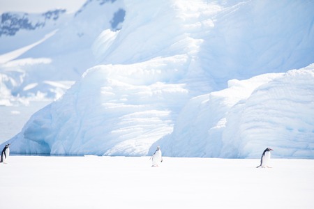 some penguins in the arctic walking around on the north pole and looking for the young babyâsの写真素材