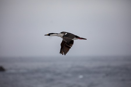 on a sunny day a bird is looking for some foodの写真素材