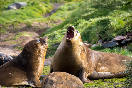 seal and sea lion sitting on a rock in the sun in the antarctica by the oceanの写真素材