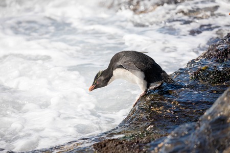 some penguins in the arctic walking around on the north pole and looking for the young babyâsの写真素材