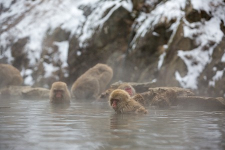 some macaque apes take a bath with the family in asia japanの写真素材