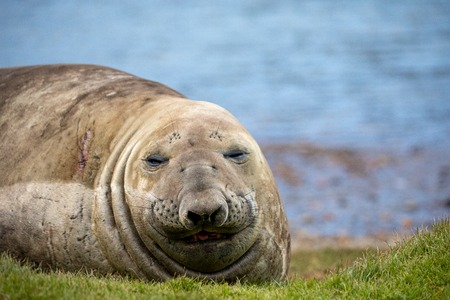 seal and sea lion sitting on a rock in the sun in the antarctica by the oceanの写真素材