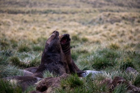 seal and sea lion sitting on a rock in the sun in the antarctica by the ocean