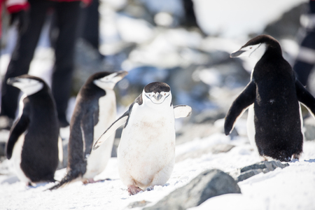 some penguins in the arctic walking around on the north pole and looking for the young babyâ€™s