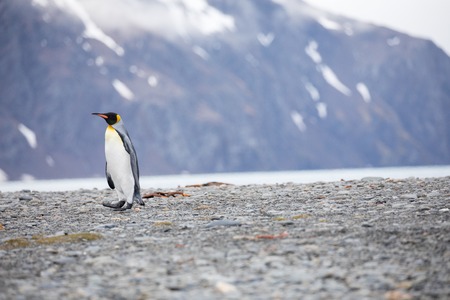 some penguins in the arctic walking around on the north pole and looking for the young babyâsの写真素材