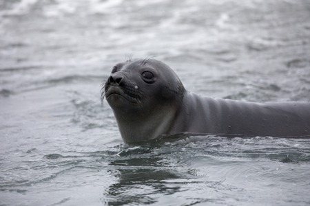 seal and sea lion sitting on a rock in the sun in the antarctica by the oceanの写真素材