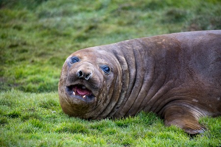 seal and sea lion sitting on a rock in the sun in the antarctica by the oceanの写真素材