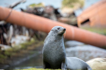 seal and sea lion sitting on a rock in the sun in the antarctica by the oceanの写真素材