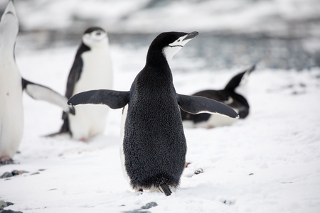 some penguins in the arctic walking around on the north pole and looking for the young babyâ€™s