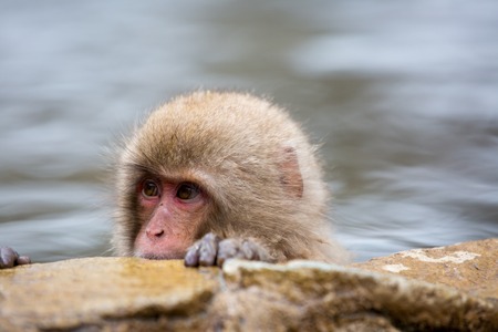 some macaque apes take a bath with the family in asia japanの写真素材