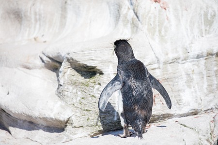 some penguins in the arctic walking around on the north pole and looking for the young babyâsの写真素材