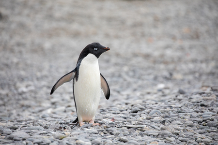 some penguins in the arctic walking around on the north pole and looking for the young babyâsの写真素材