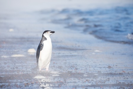 some penguins in the arctic walking around on the north pole and looking for the young babyâ€™s