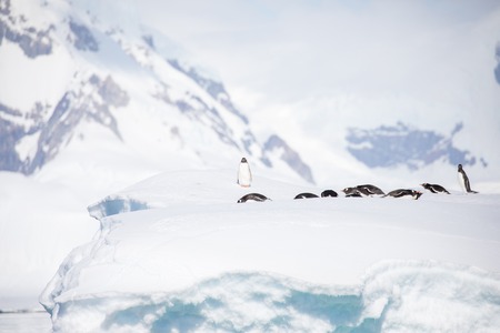 some penguins in the arctic walking around on the north pole and looking for the young babyâsの写真素材