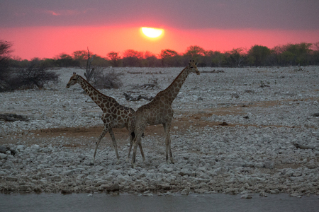 some giraffe is looking for grass trees and water to feed fromの写真素材