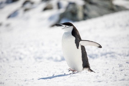 some penguins in the arctic walking around on the north pole and looking for the young babyâsの写真素材