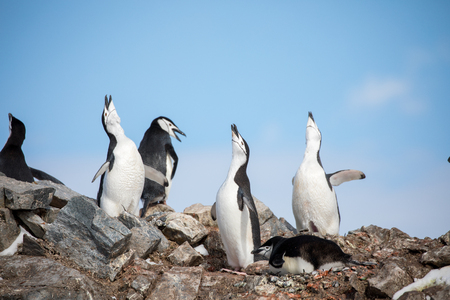 some penguins in the arctic walking around on the north pole and looking for the young babyâ€™s