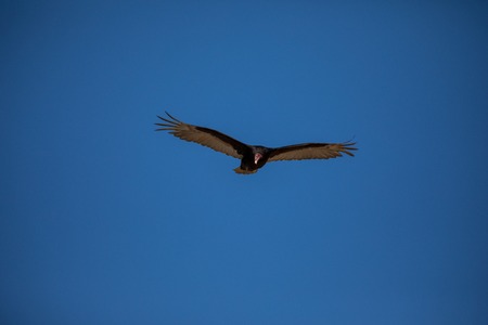 a big brown eagle in flight from Antarctic and e loves his freedom
