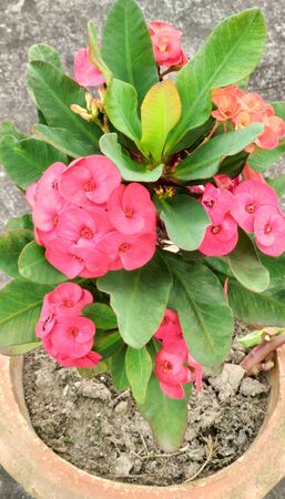 Crown of thorns or Christ thorn flowerの写真素材