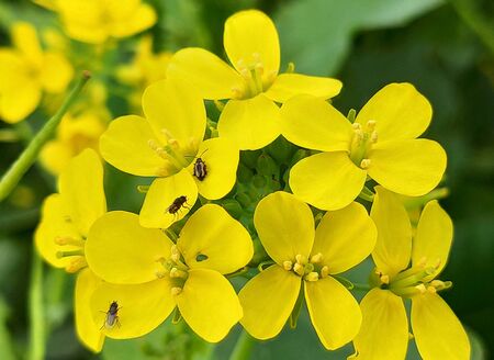 Yellow mustard Fresh flower in natureの写真素材