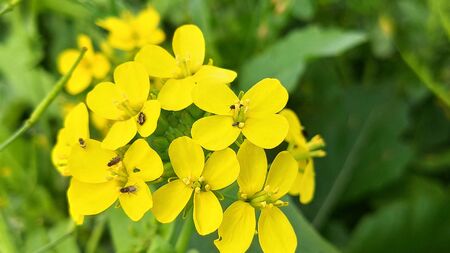 Yellow mustard flowerの写真素材