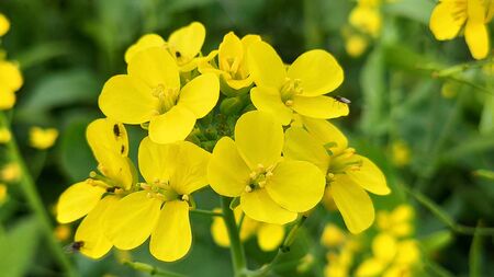 Fresh mustard flower in natureの写真素材