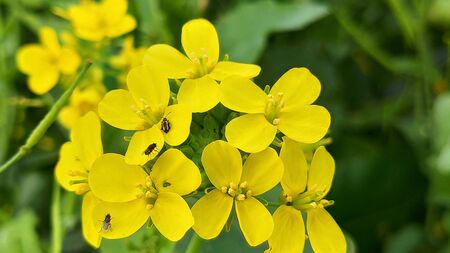 Yellow mustard flower on natural green backgroundの写真素材