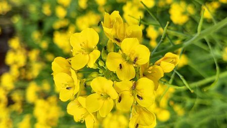 Yellow mustard flower on naturalの写真素材