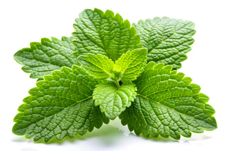 Fresh lemon balm leaves isolated on white background. Mint herb.の写真素材