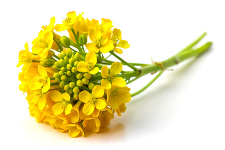 Yellow mustard flower isolated on white background. Close up. Generative AIの写真素材