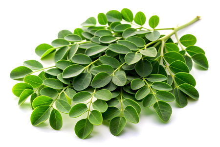 Moringa leaves isolated on white background.の写真素材