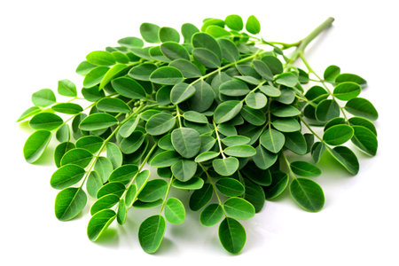 Moringa leaves isolated on white background. (Moringa oleifera).の写真素材