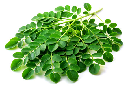 Moringa leaves isolated on white background.の写真素材