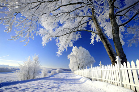 A breathtaking winter scene featuring a snowy deck lined with frost-covered pine and deciduous trees under a vivid blue sky, capturing the stillness and beauty of the cold season.の写真素材